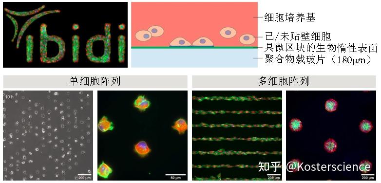 ibidi μ-Pattern 细胞微区块培养初探 - 知乎