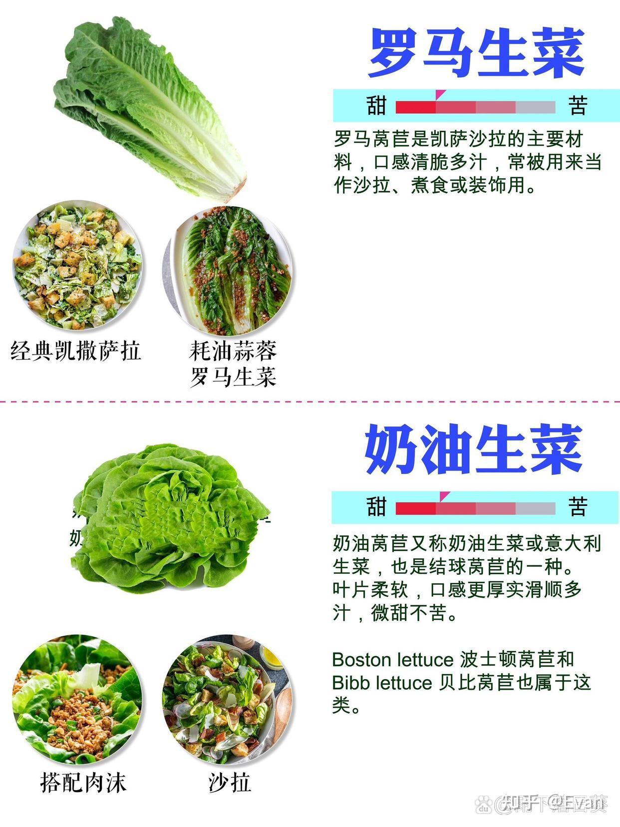 16种生菜中英文对照|生菜分类图鉴 - 知乎