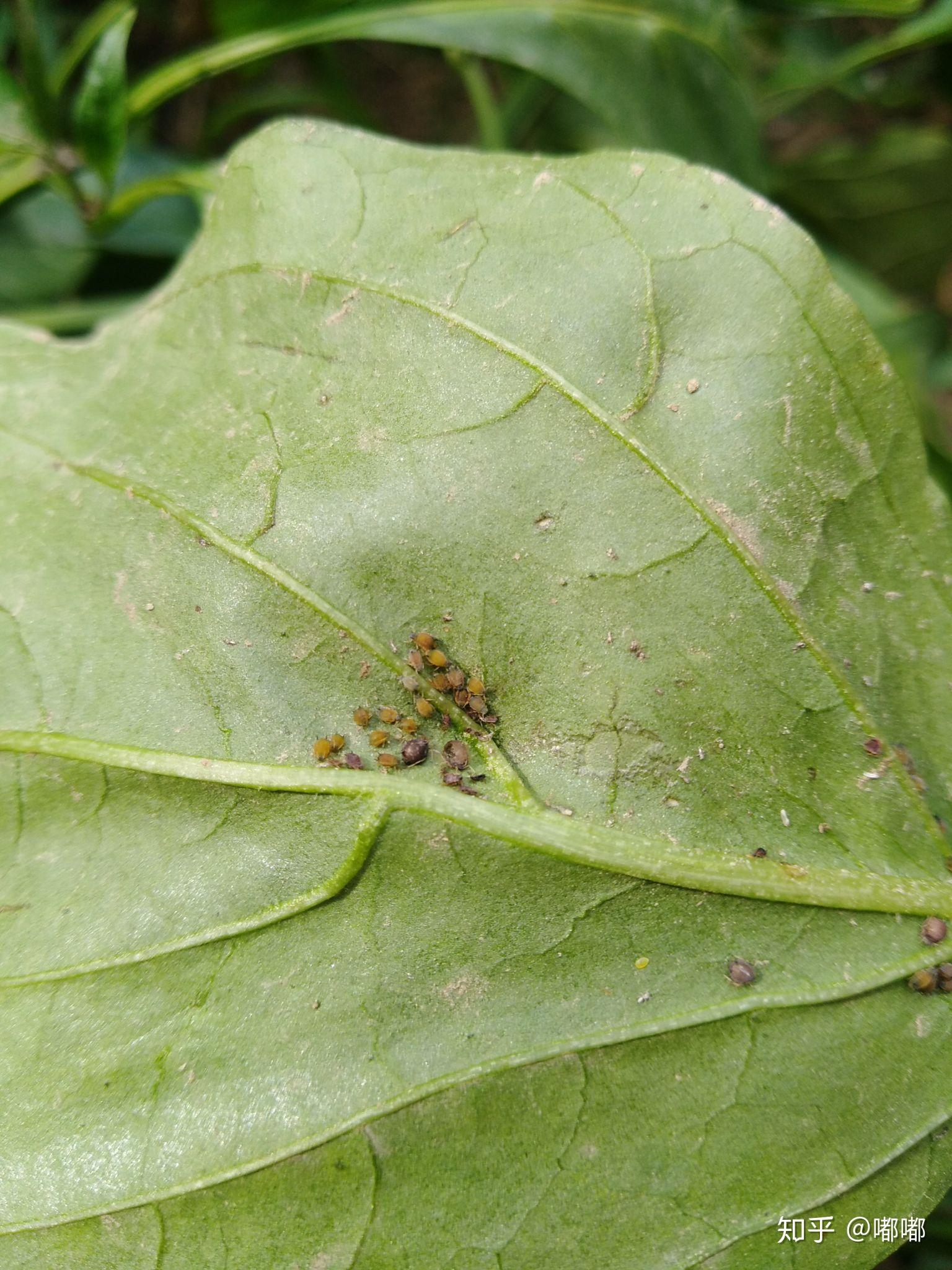 这是蜱虫幼虫吗