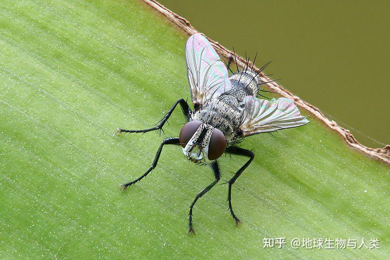 【动物界全系列】狂蝇总科—寄蝇科〈寄生蝇科〉 - 知乎