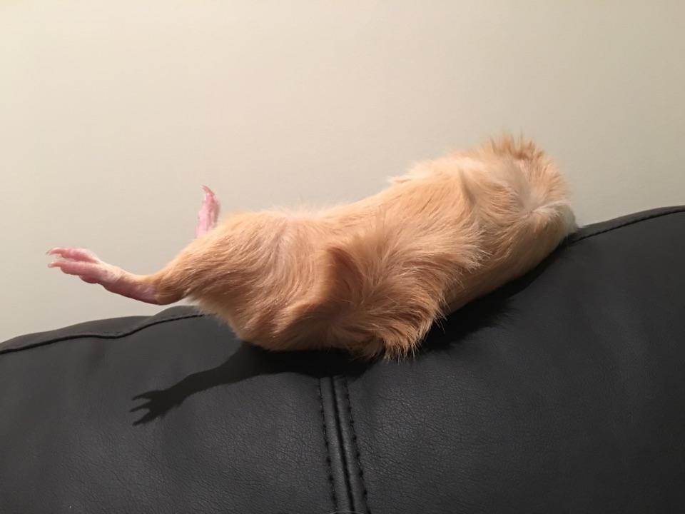 荷兰猪怎样睡觉的? - 知乎