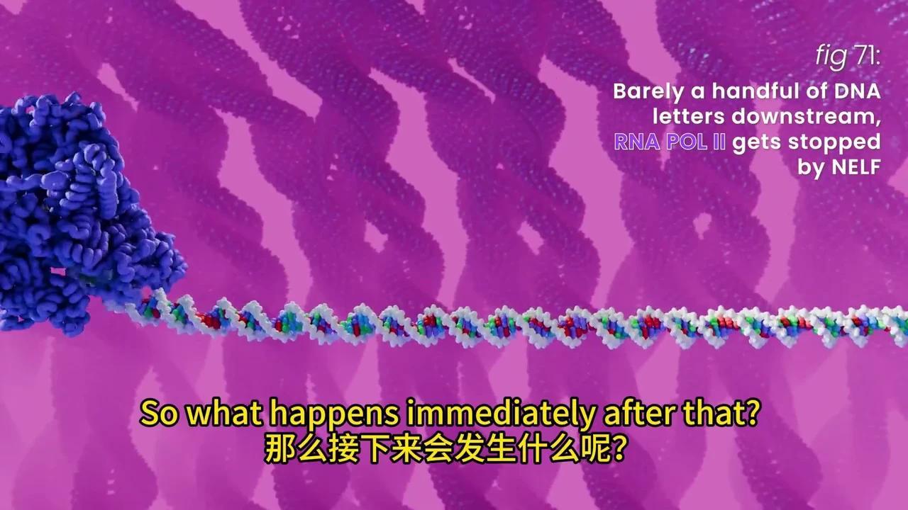 彻底解密DNA转录与mRNA剪接:动画揭秘生物学奥秘 - 知乎
