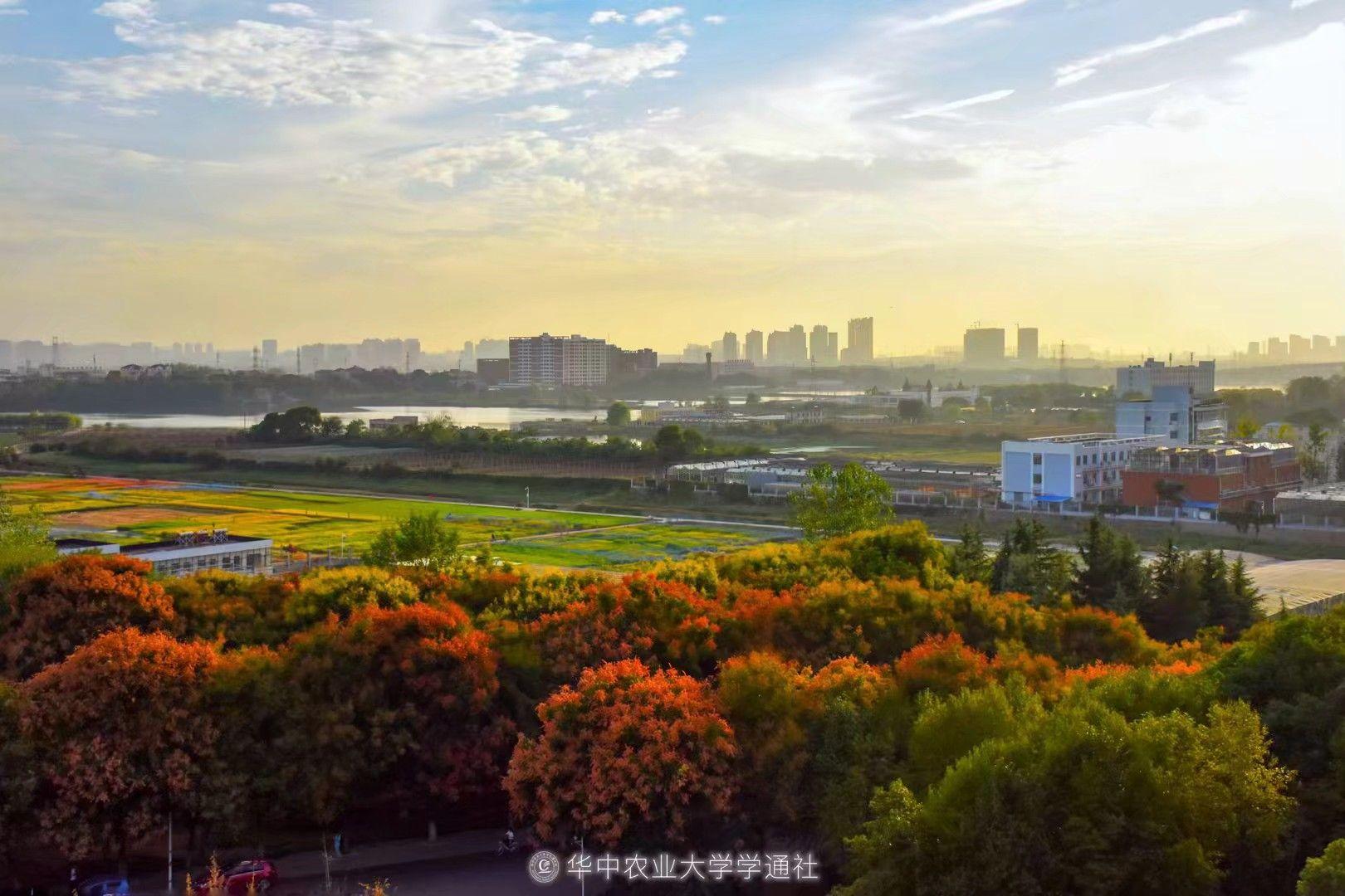 华中农业大学的校园环境如何? - 知乎
