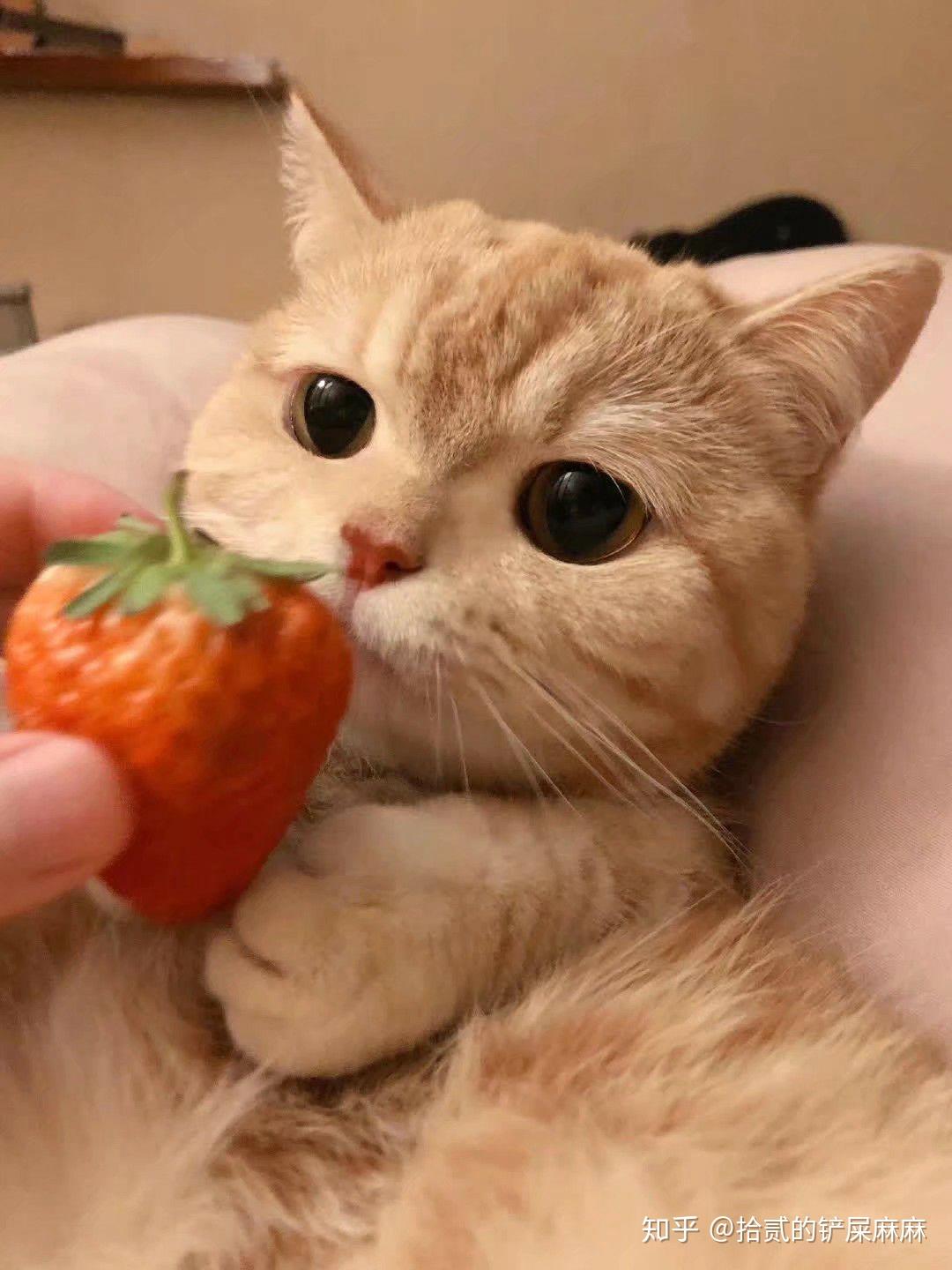 那个很火的小猫就是拍照拿可乐和旺仔的叫啥呀可以贡献点图吗