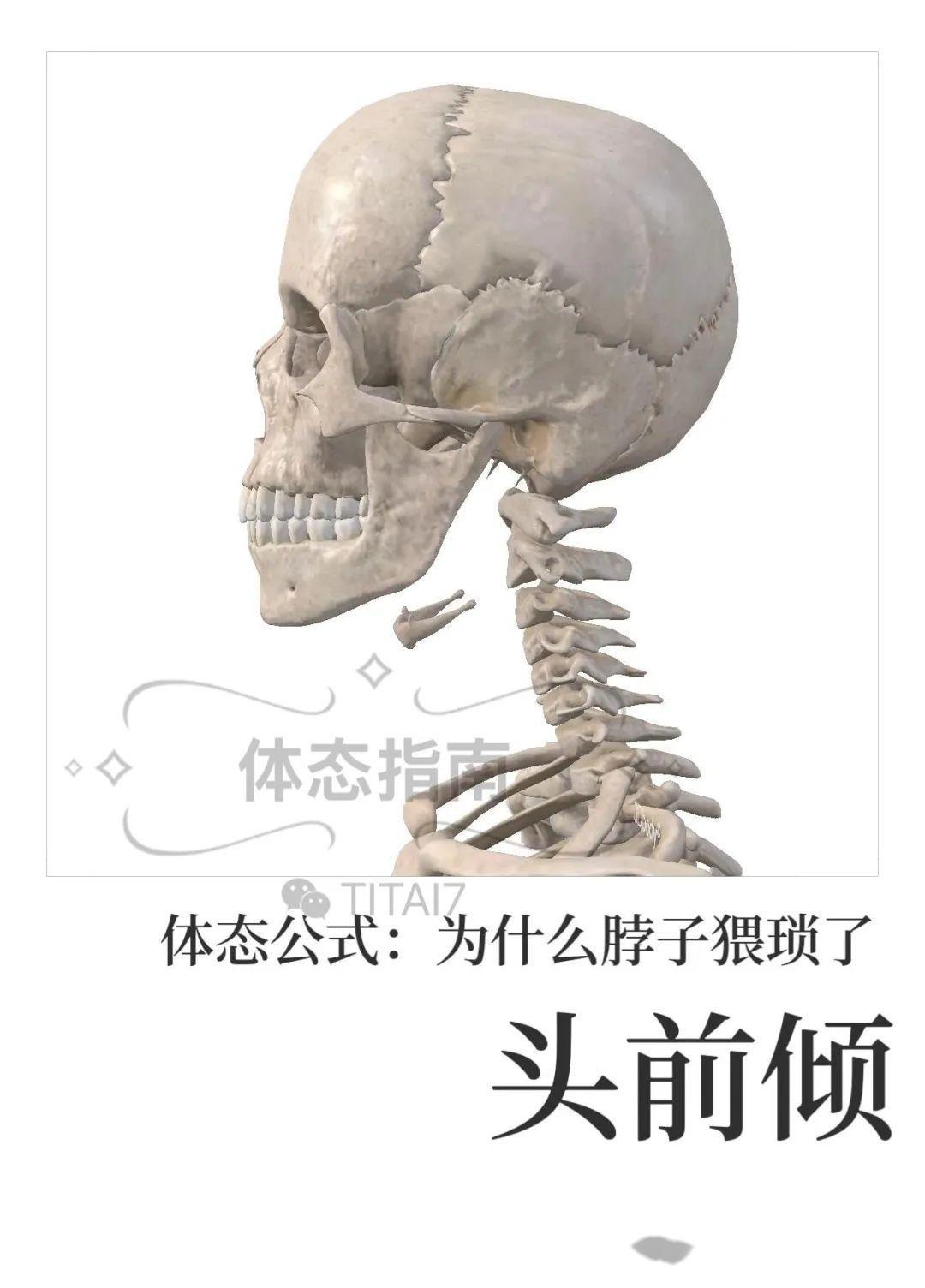 【头前伸】一篇文章告诉你关于探头的全部原因 - 知乎