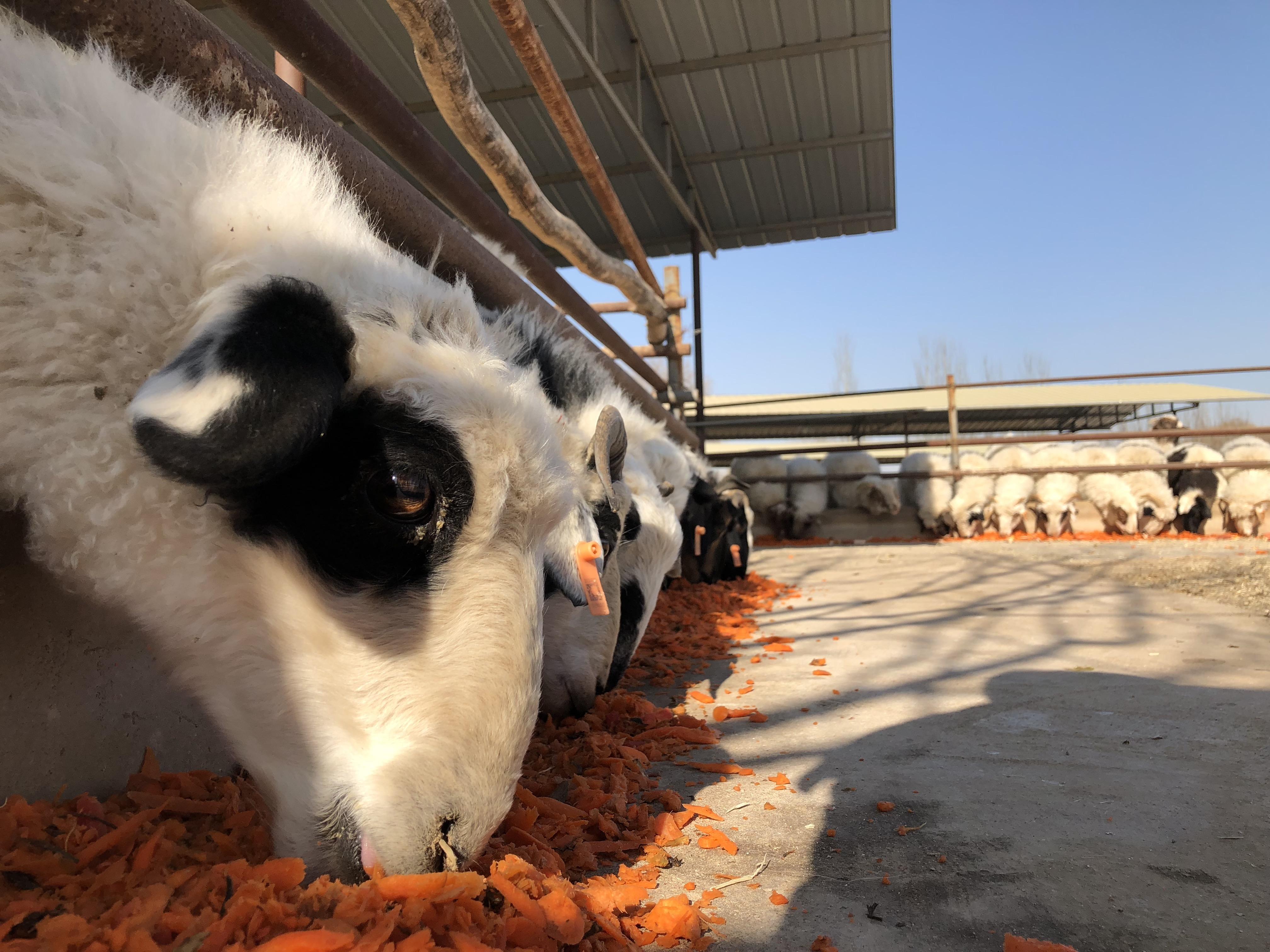 寧夏灘羊肉內蒙羊肉和新疆羊肉口味上各自有何特點更適合怎樣烹調