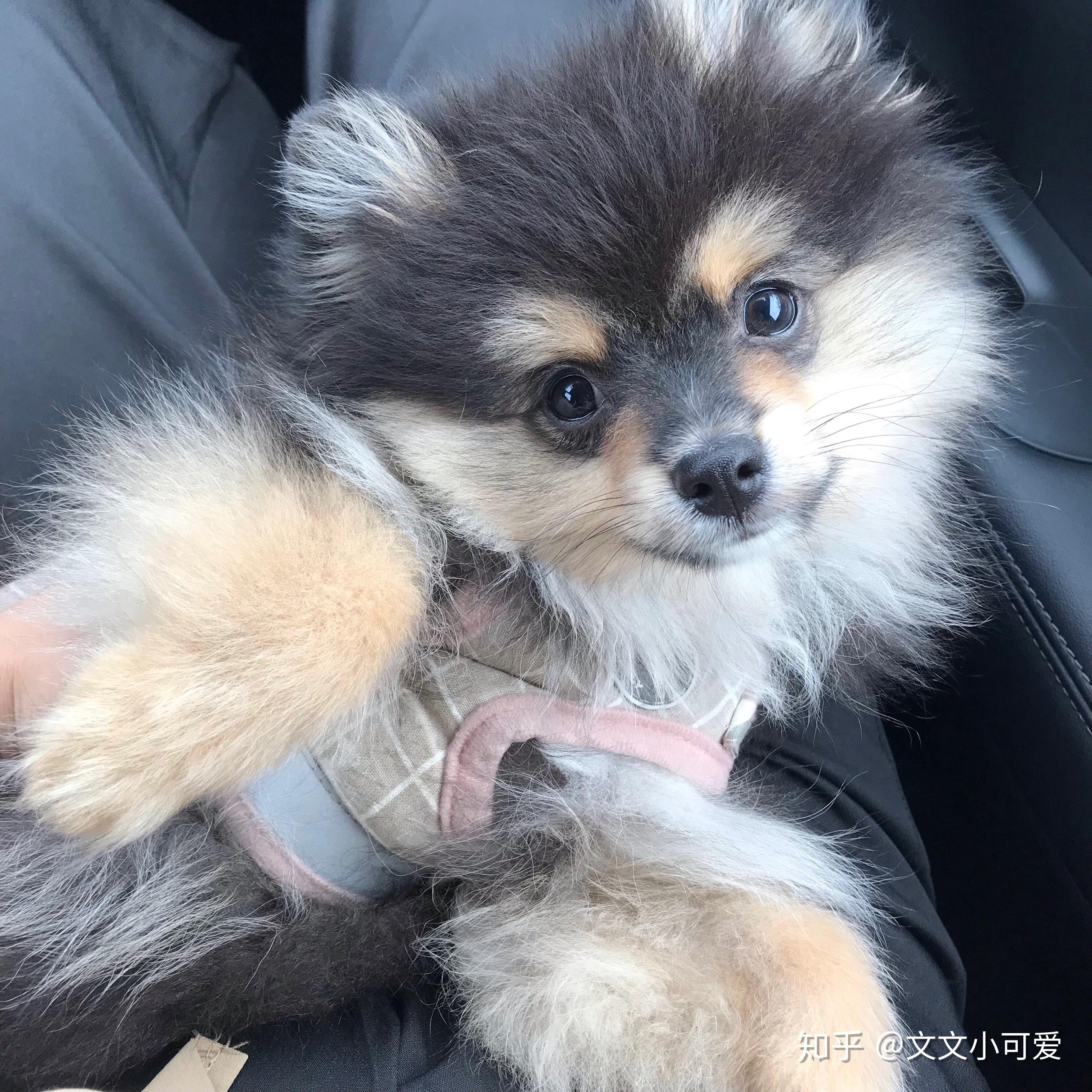 养铁包金博美是种怎样的体验