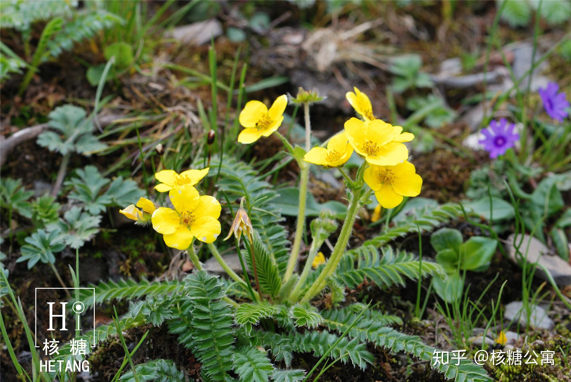 秋英花与格桑花图片