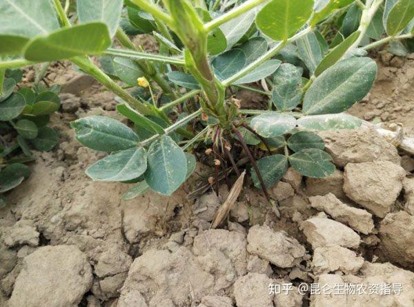 花生根结线虫病的特征和防治措施?怎么正确区分花生线虫病 - 知乎