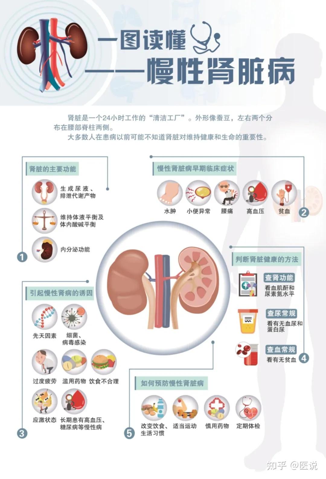 患有慢性肾衰的原因是?尿毒症是肾衰竭的第几期?