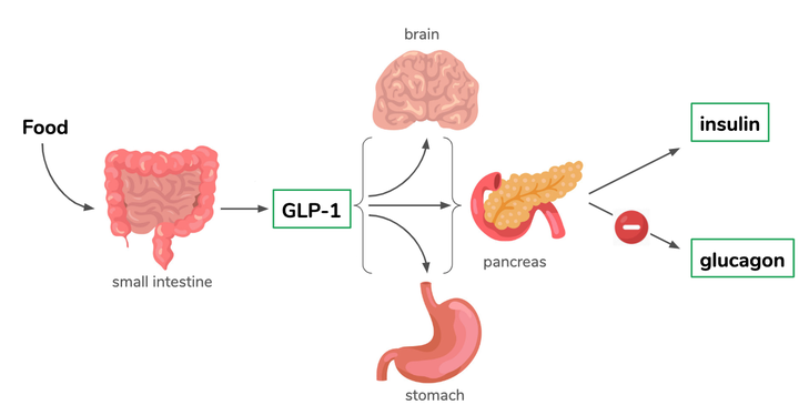 fda glp-1 shortage list lawsuit GLP-1 No Longer on FDA's Drug Shortage List