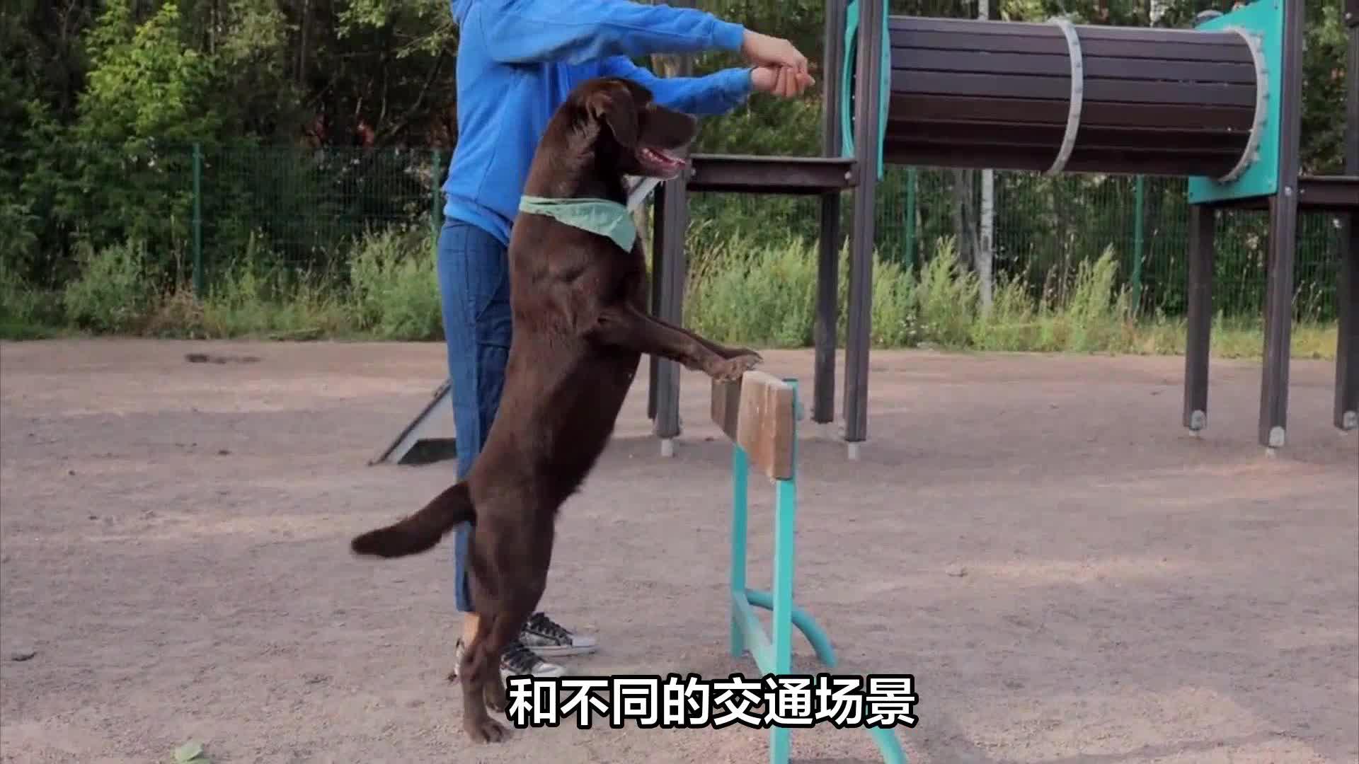 导盲犬怎么看红绿灯过马路导盲犬眼中红绿灯导盲犬过马路指南