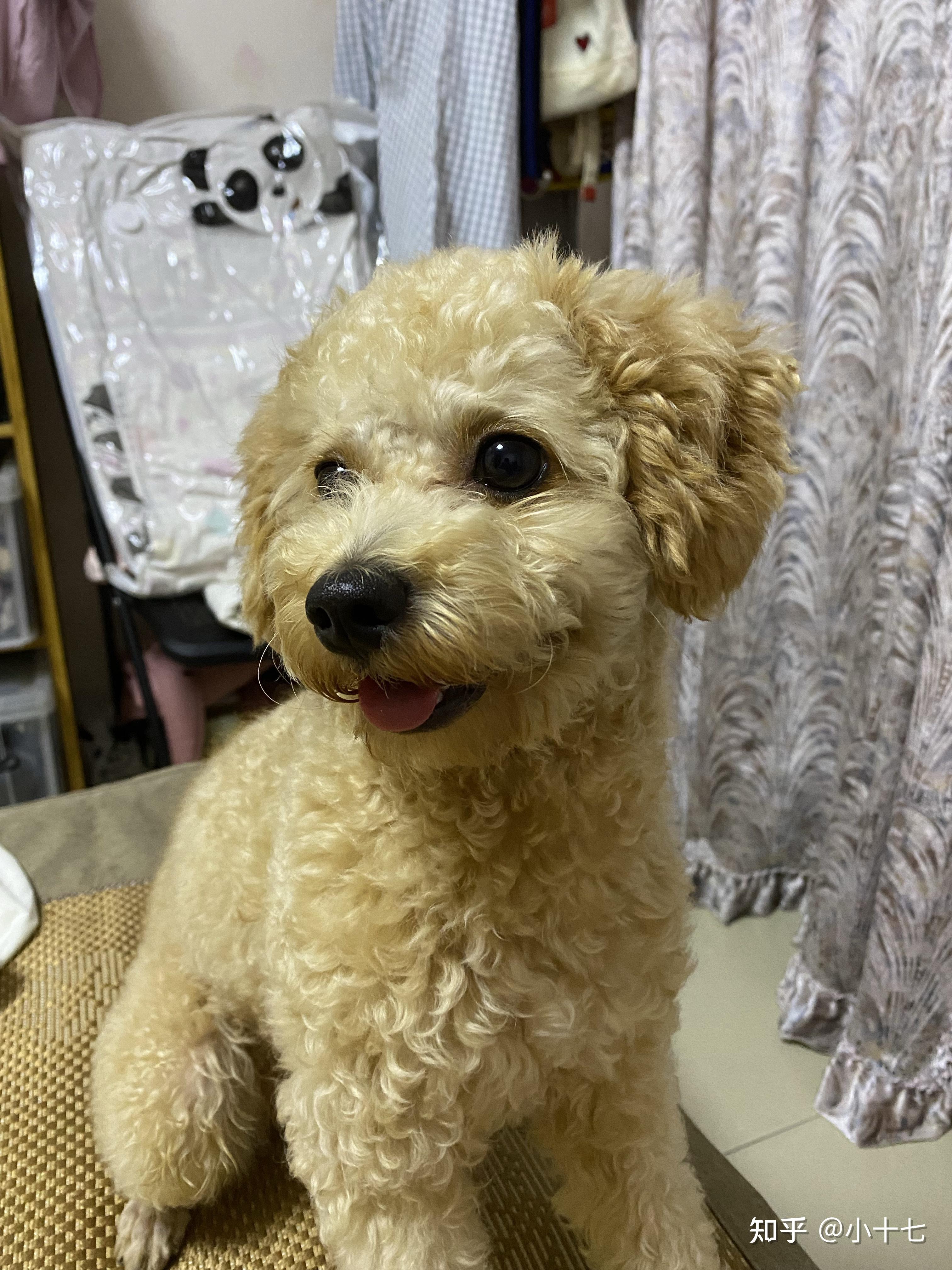 香槟色的泰迪颜值有多高? - 知乎