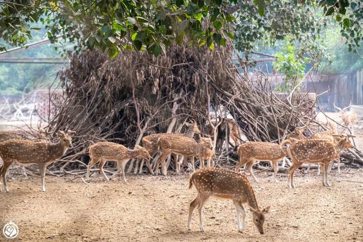 关于"本杰士堆"