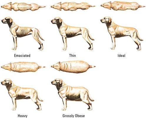 A photo of a thin dog where the ribs are slightly visible, illustrating weight loss despite a normal appetite, a sign of roundworms.