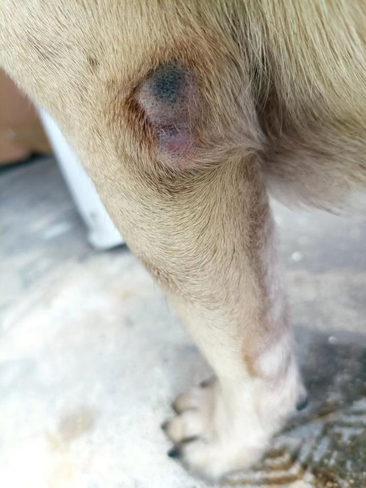 巴哥犬皮肤病