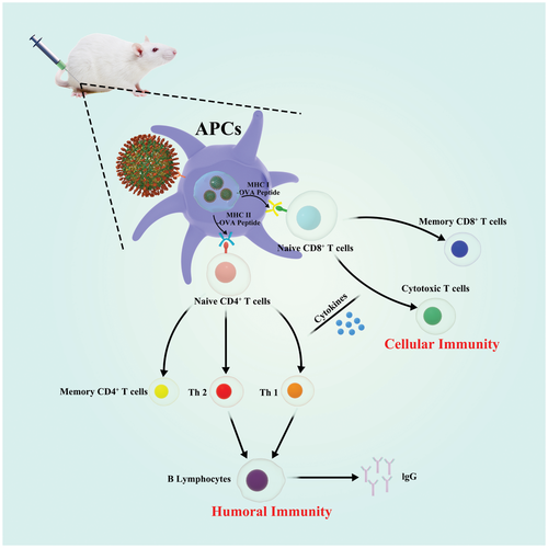 humoral immunity图片