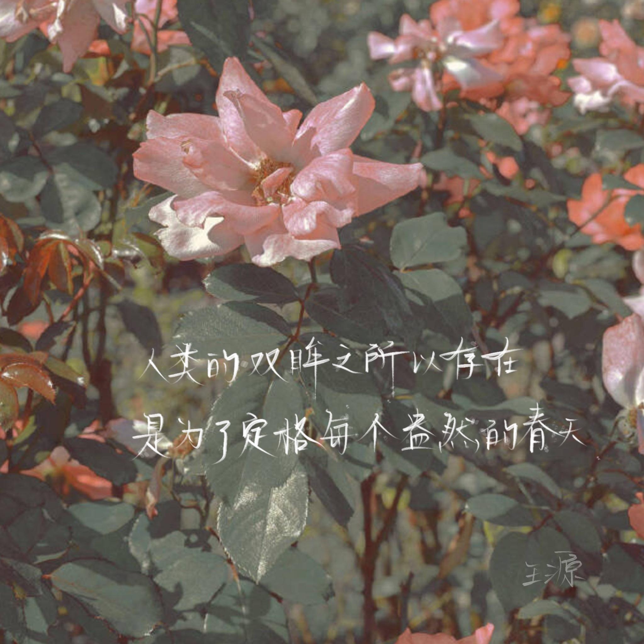 都是王源的什么粉