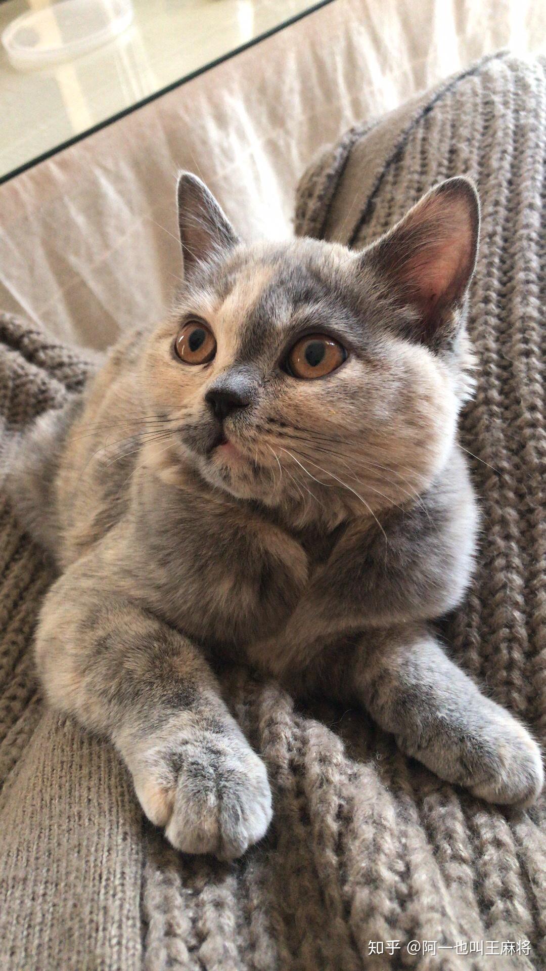 有没有好看的蓝乳色英短的图呀? - 知乎