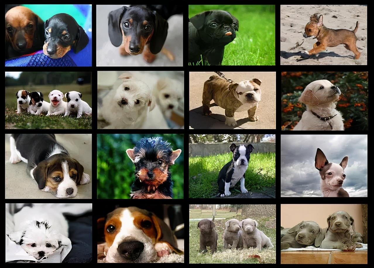 新手养狗该如何选择合适的狗狗品种？ - 知乎