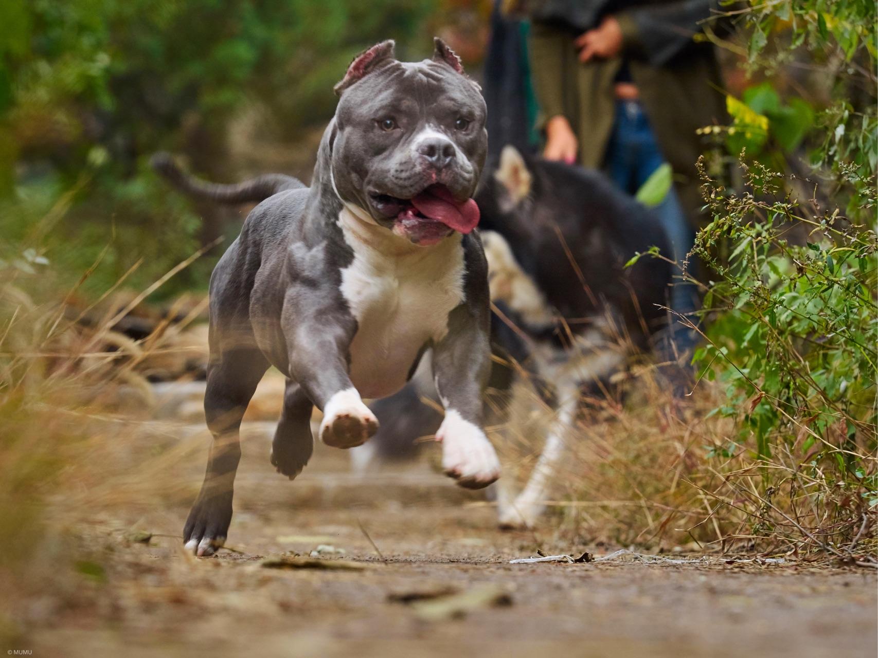 养一只美国恶霸犬是一种什么体验