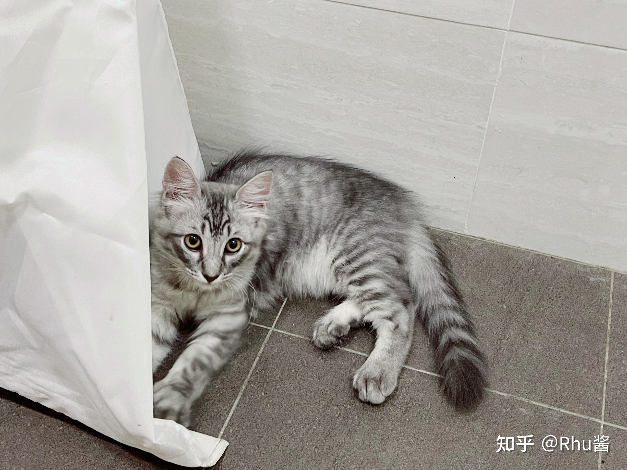 美短和缅因杂交的后代确定长这样么? - 知乎