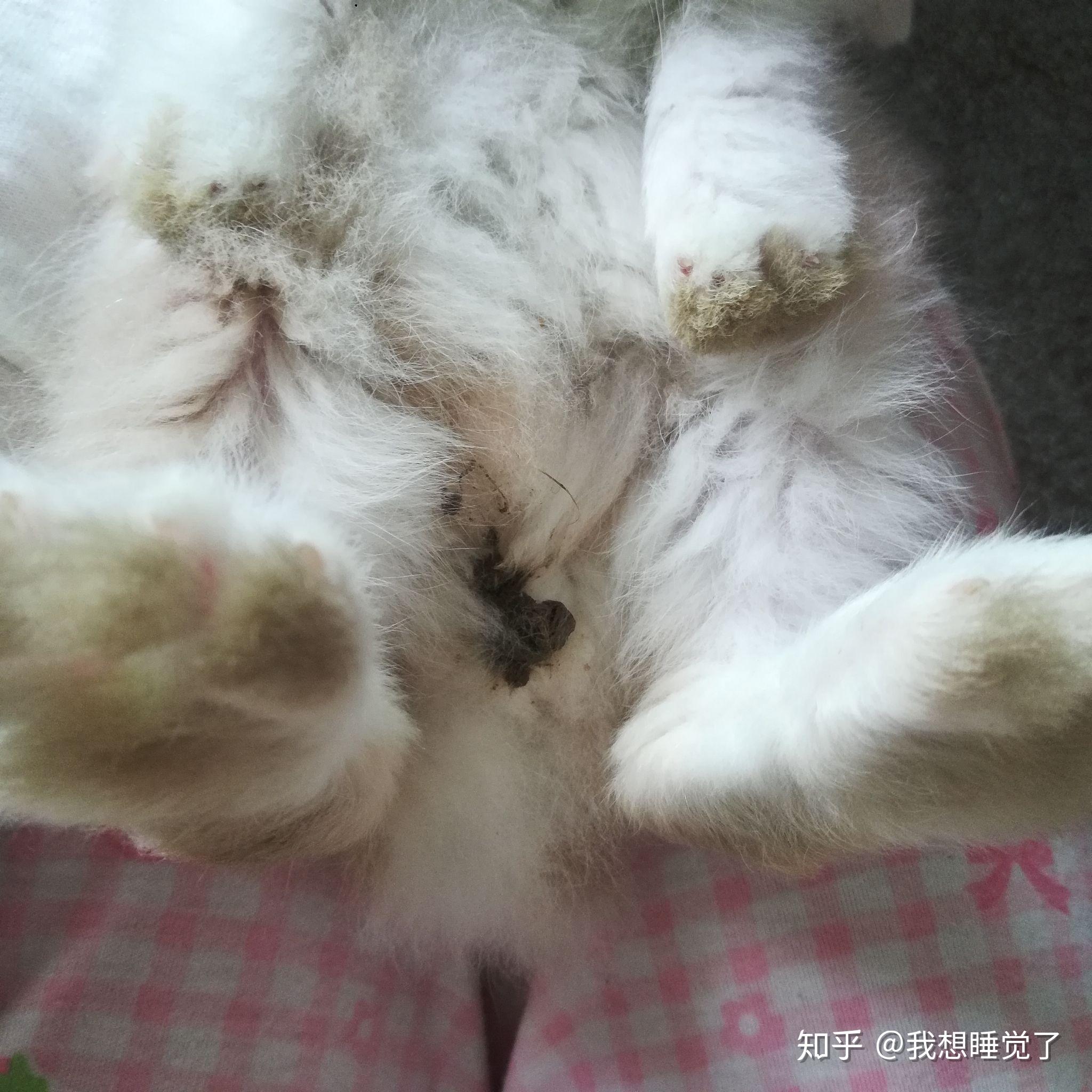 兔子拉屎特别臭有点软什么情况? - 知乎
