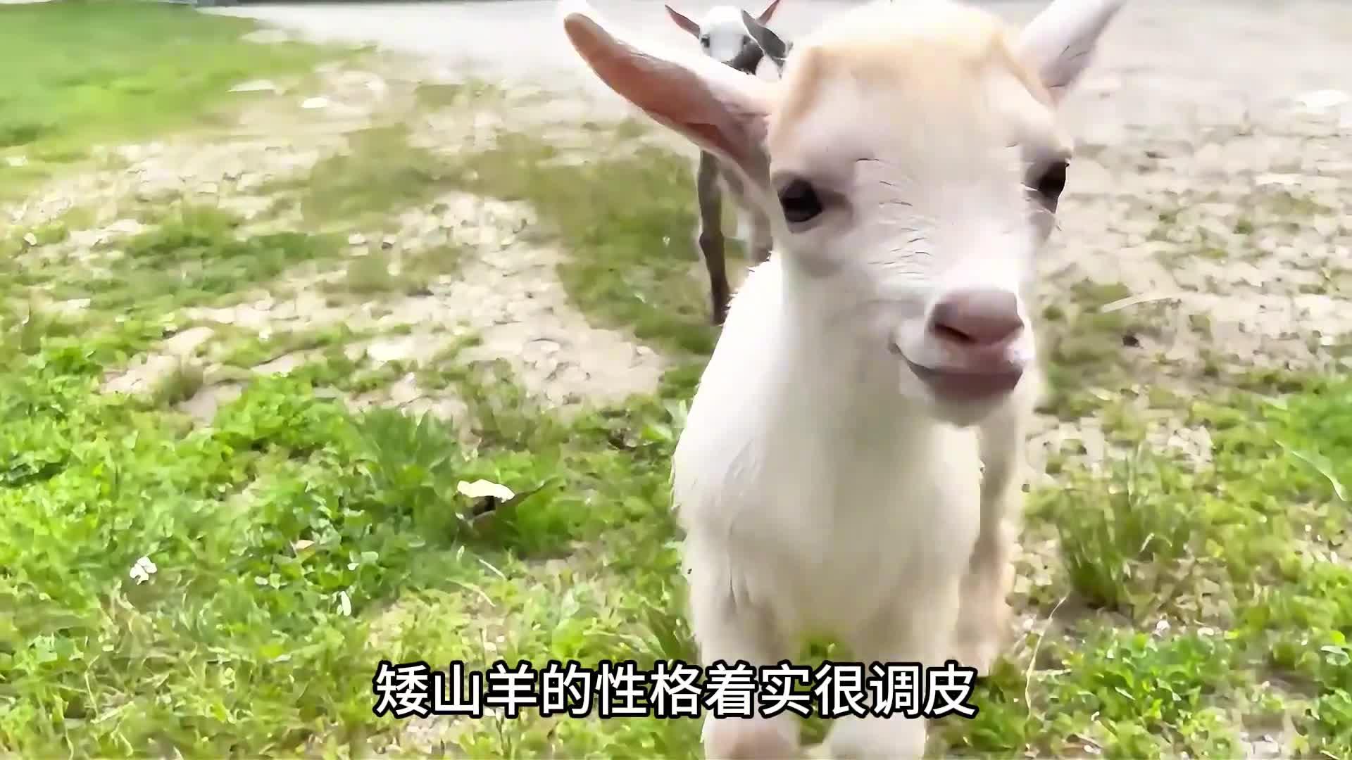 尼日利亚矮山羊,世界上最小的侏儒羊,性格活泼喜欢蹦跶