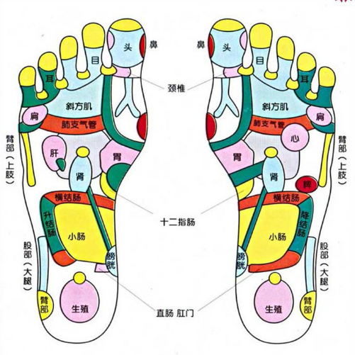 下丘脑按摩位置图片图片