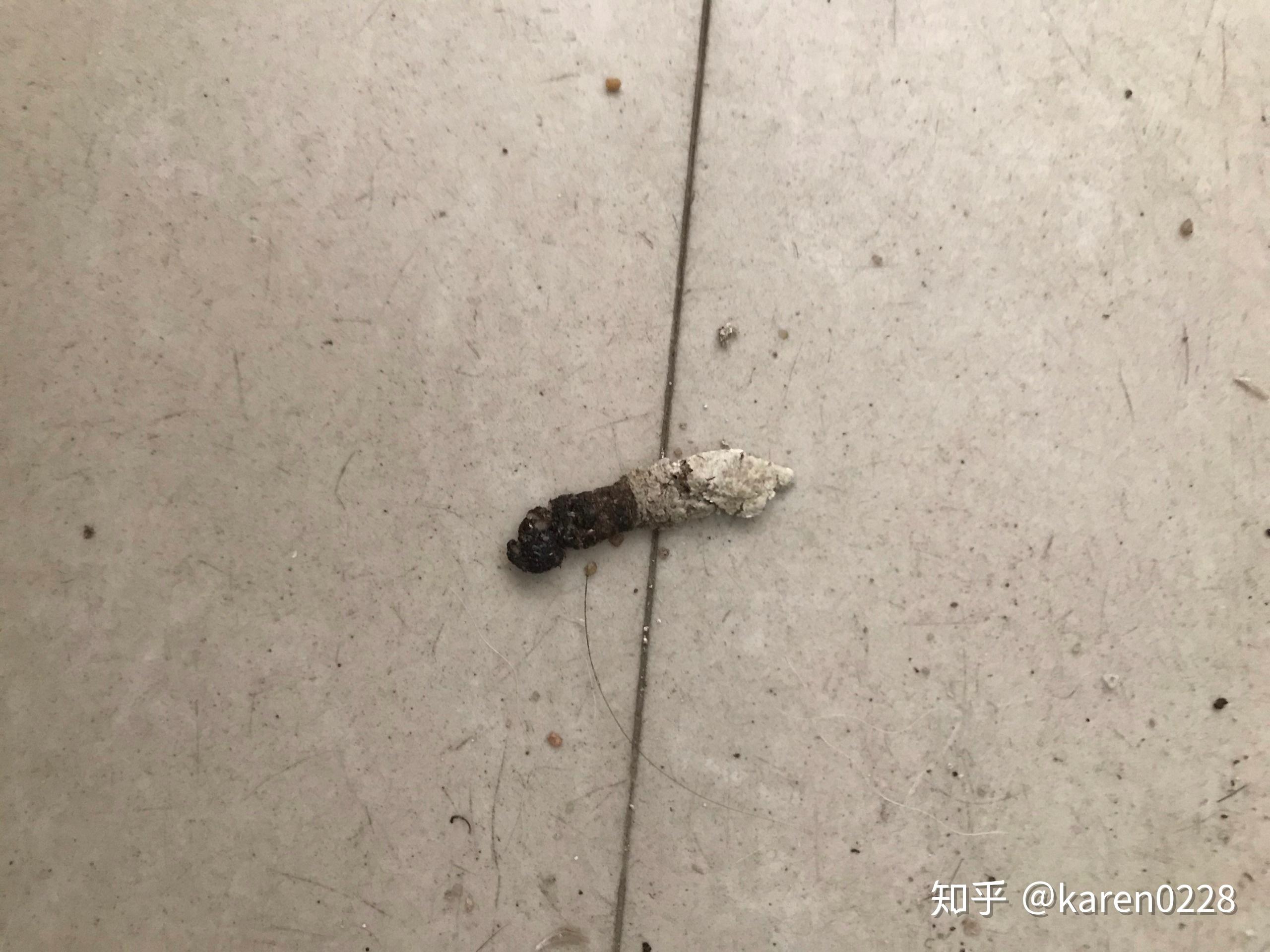 家里最近总是发现不明生物的大便,是不是蛇的?