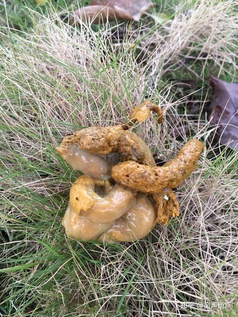 狗狗拉的粑粑上有一层厚厚的白膜裹着? - 知乎