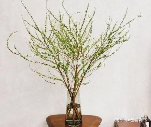 10种最旺宅的植物，家里没有的赶快养上一盆 - 知乎