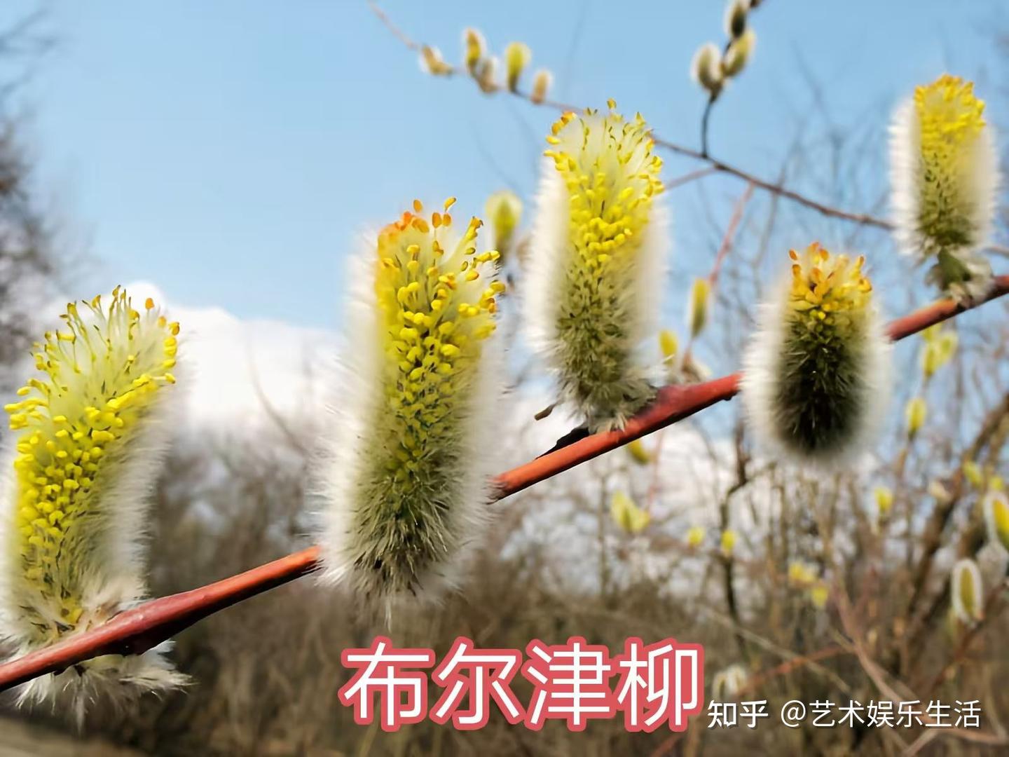 杨柳科植物有哪些 - 知乎