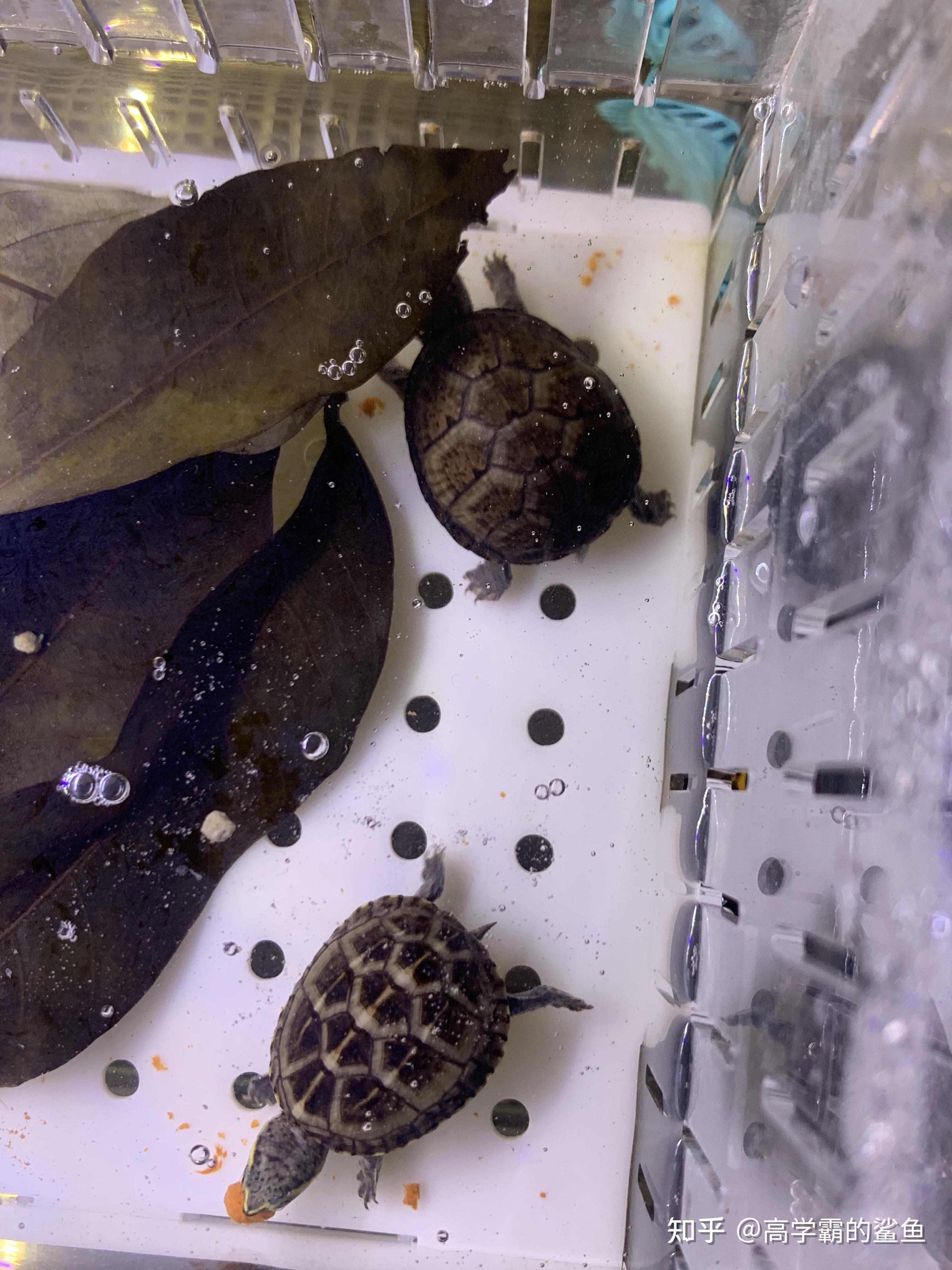 头盔泥龟苗偏黑但是我看大点的头盔是黄色的是品种不一样吗还是后期