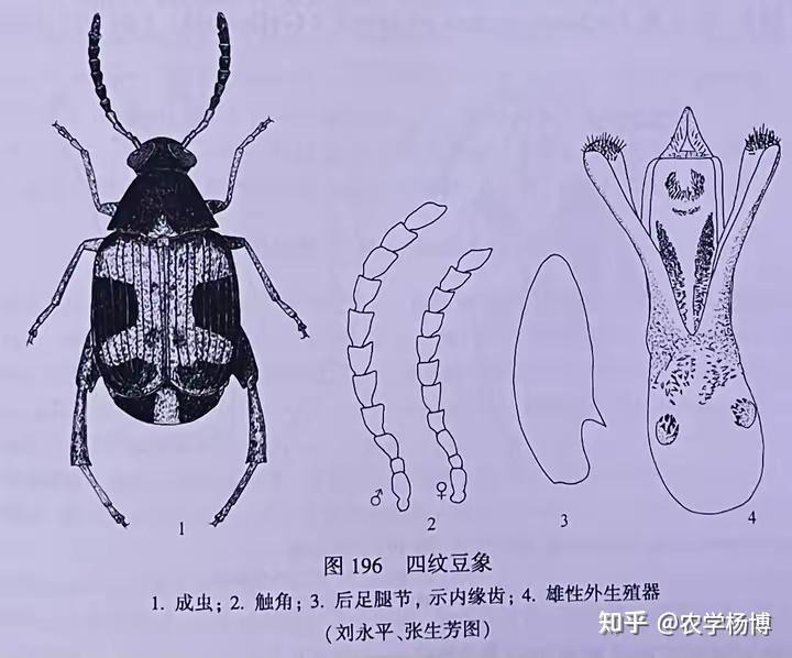 大佬们,请教一下.这是什么虫?碰它的话就会缩成一团.