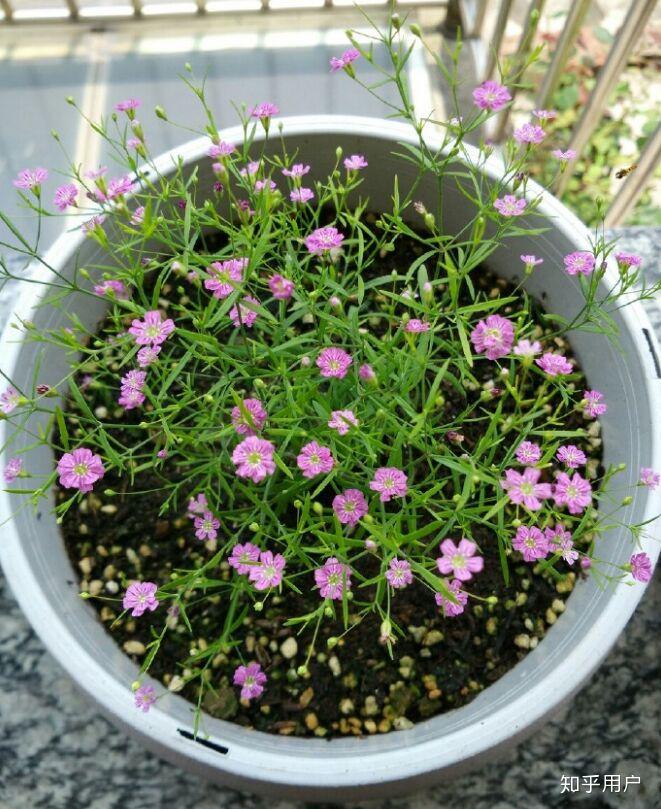 大花重瓣满天星到底有没有种子