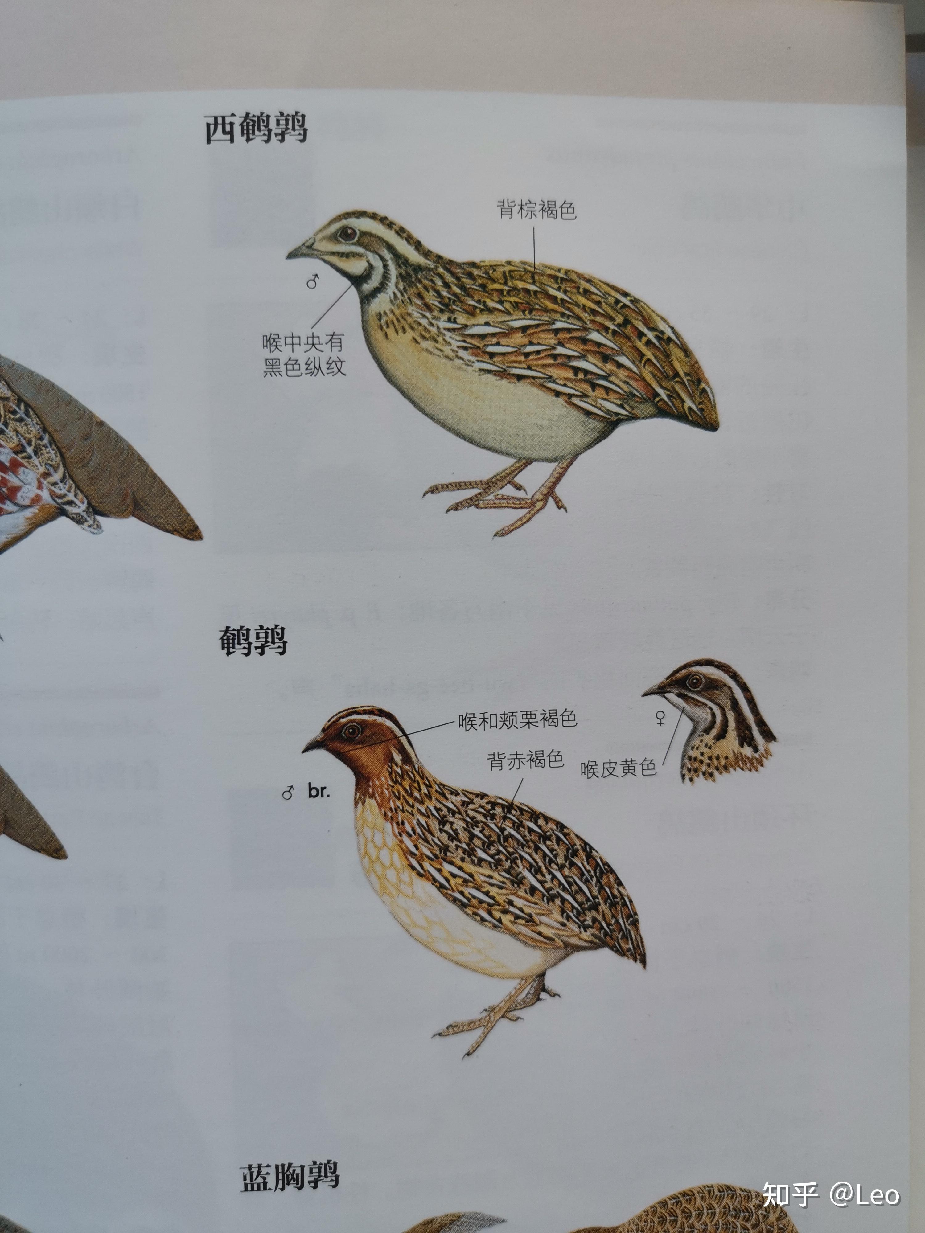 鹌鹑颜色怎么区分?