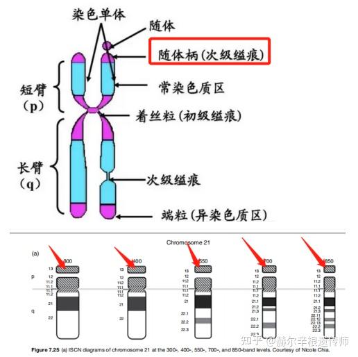 男性染色体图片