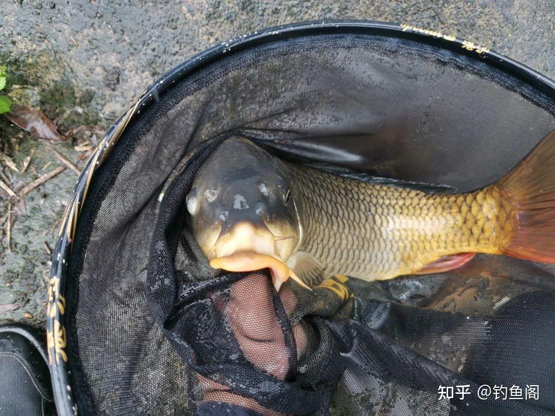 鲤鱼总在水面跳，能浮钓吗？你看它嘴巴和吃饵方式就知道了 - 知乎