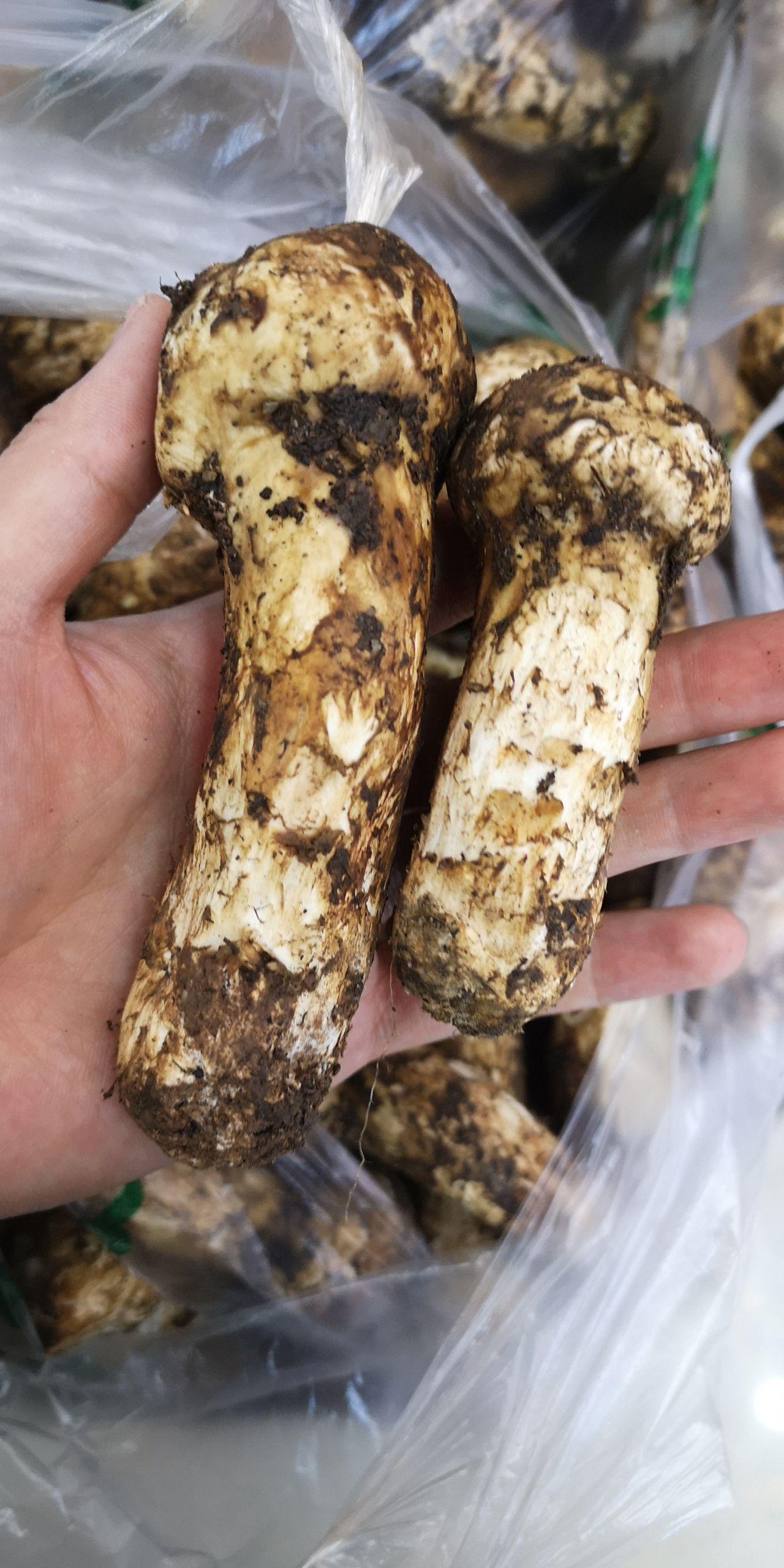 东北松茸和云南松茸味道不同吗