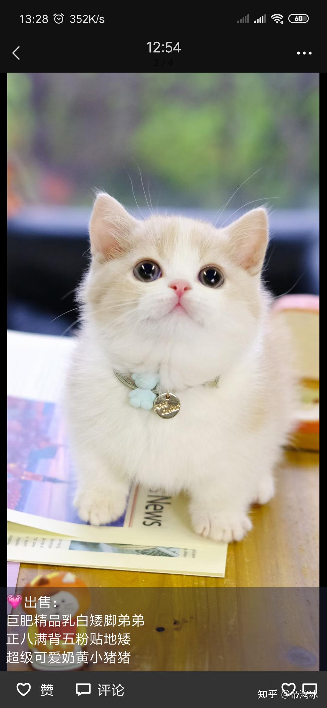 为什么我家短腿猫八个月体型很小? - 知乎