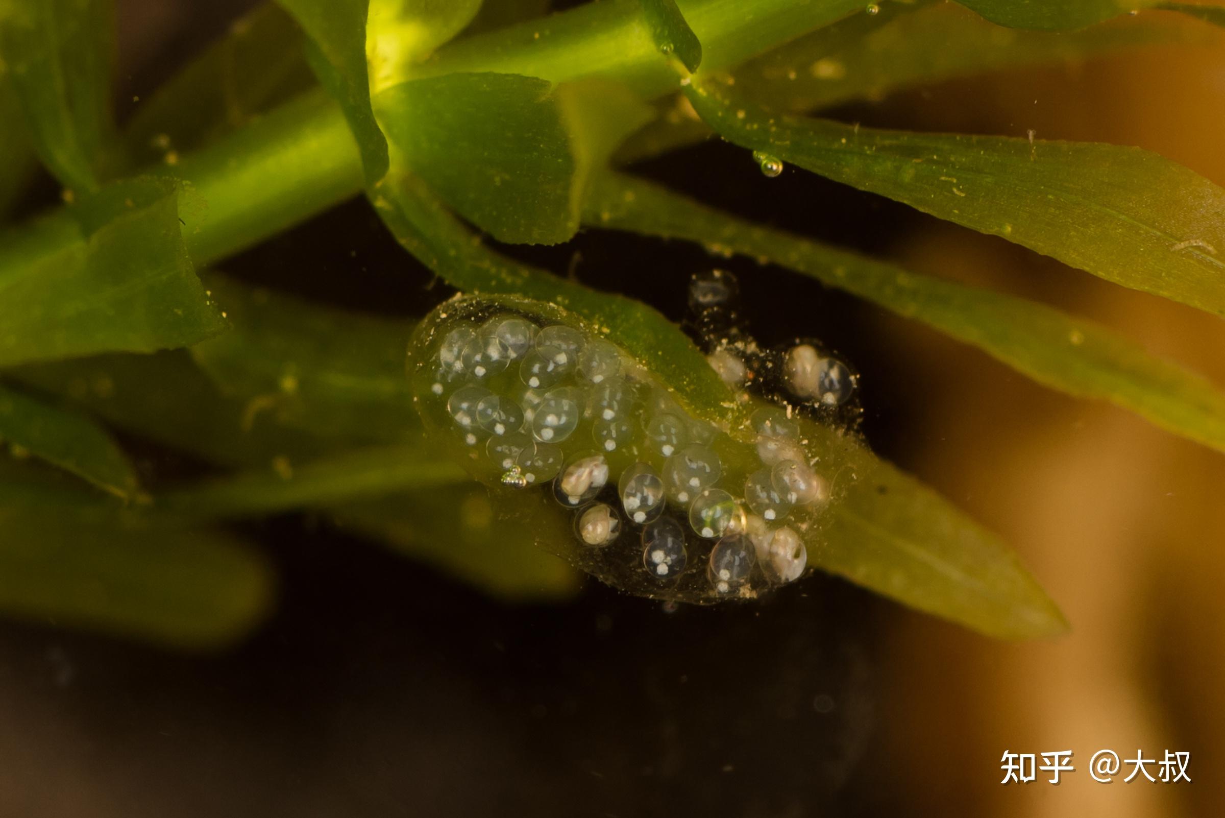 草缸内发现了这种卵,请问是什么动物的卵?