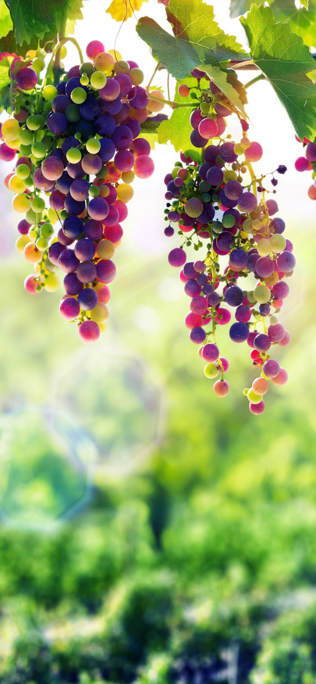 有好看的水果背景的壁纸吗