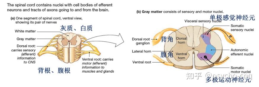 神经系统结构 - 知乎