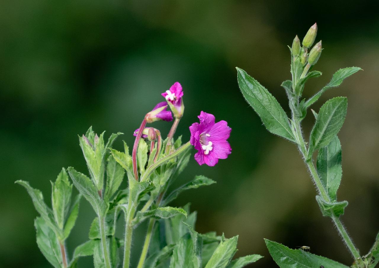 2. 分枝方法详解