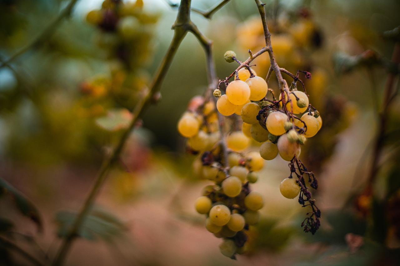 秋天的回忆故事