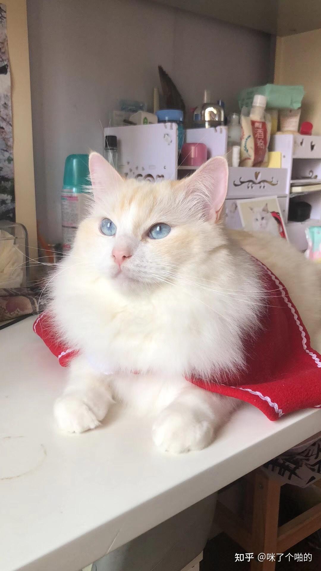 可以让我看看你们的火焰色布偶吗