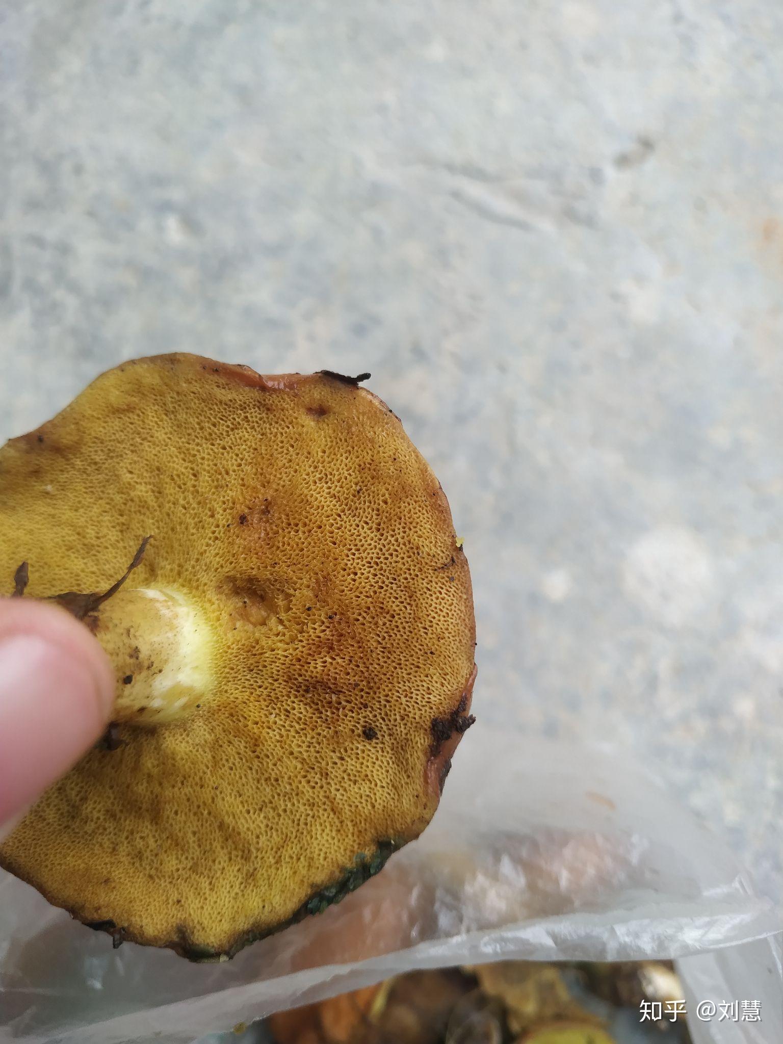 褐环粘盖牛肝菌怎么食用