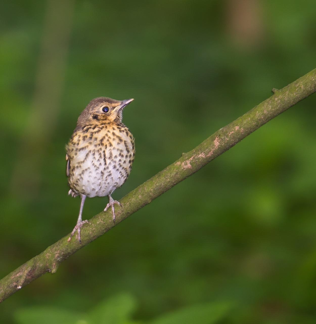 4. 神秘的生态习性