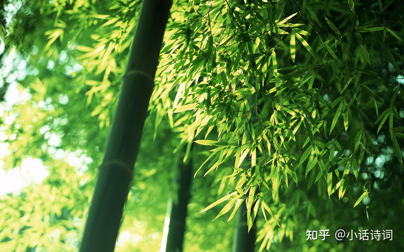 竹的意象为什么受广大古代文人的青睐？ - 知乎